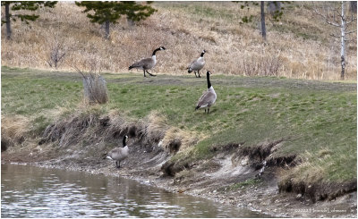 K4227962-Canada Geese.jpg