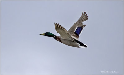 K4228015-Mallard-male.jpg