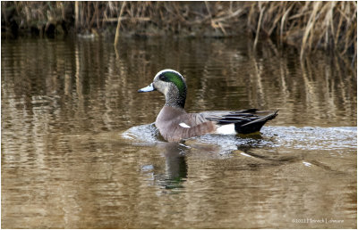 K3312052-American Widgeon-male.jpg