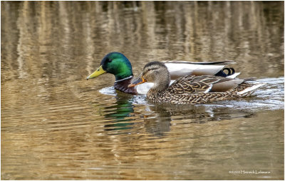 K3312057-Mallard Pair.jpg