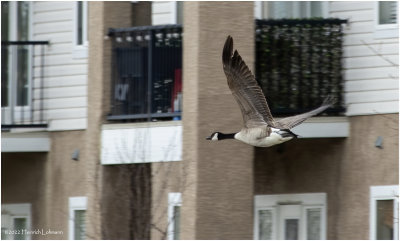 K3312157-Canada Goose.jpg