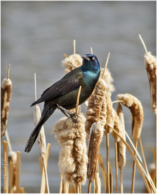 K3312345-Common Grackle-bronced.jpg