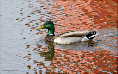 K3312303-Mallard-male.jpg