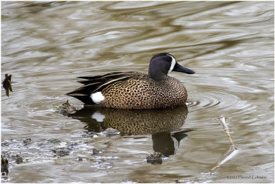 K422806Blue-winged Teal-male.jpg