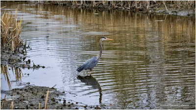 K4228076Great Blue Heron.jpg