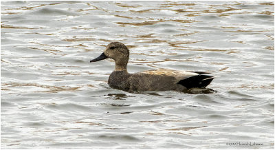 K3312422-Gadwall-male.jpg