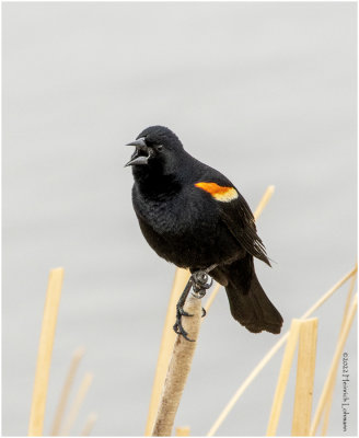 K3312433-Red-winged Blackbird-male.jpg
