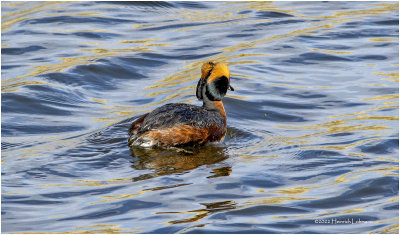 K3312519-Horned Grebe.jpg