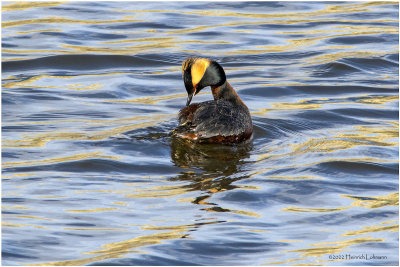 K3312526-Horned Grebe.jpg