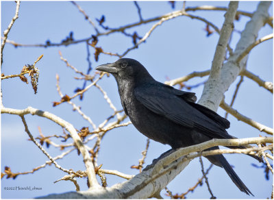 K4228139-American Crow.jpg