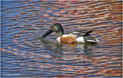 K3312544-Northern Shoveler.jpg