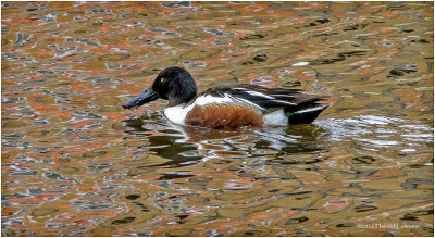 K3312578-Northern Shoveler-male.jpg
