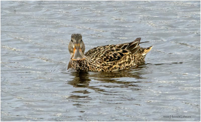 K3312628-Northern Shoveler-female.jpg
