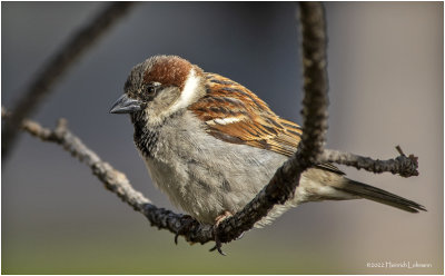 K3312812-House Sparrow-male.jpg