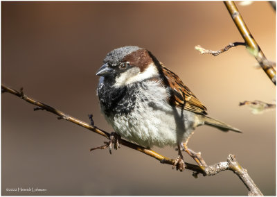 K3312835-House Sparrow-male.jpg