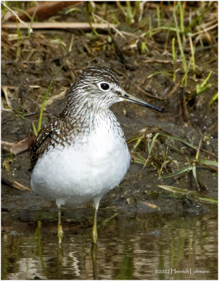 K3312958-Solitary Sandpiper.jpg