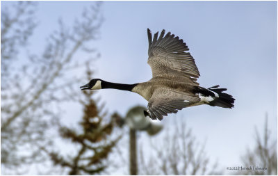 K4228220-Cabada Goose.jpg