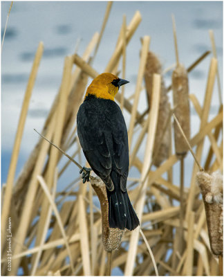 K3313030-Yellow-Headed Blackbird-male.jpg