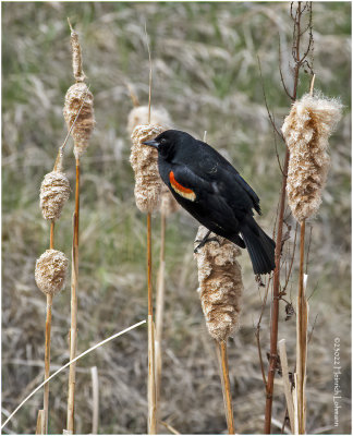 K3313074-Red-Winged Blackbird-male.jpg