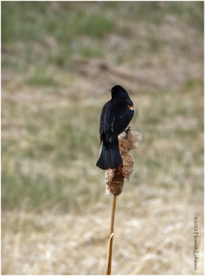 K3313084-Red=Winged Blackbird-male.jpg