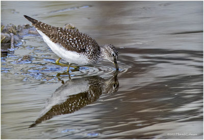 K3313492-Solitary Sandpiper.jpg