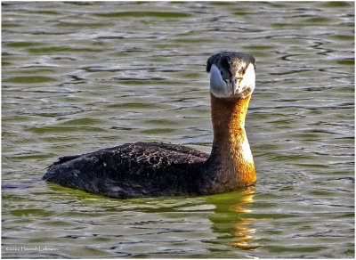 K3313340-Red-Necked Grebe.jpg