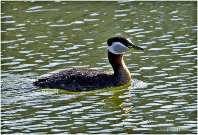 K3313356-Red-Necked Grebe.jpg