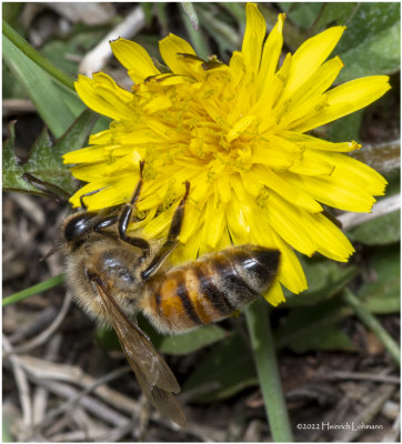 K7002780-Honey Bee.jpg