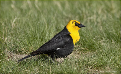 K3313557-Yellow-Headed Blackbird.jpg