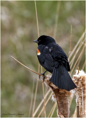 K3313646-Red-Winged Blackbird-male.jpg