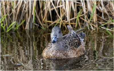 K3313735-American Wigeon-female.jpg