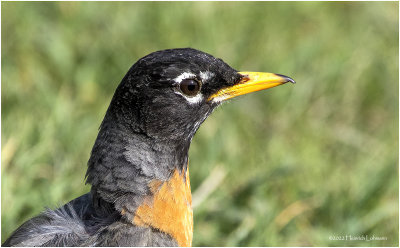 K3313862-American Robin.jpg