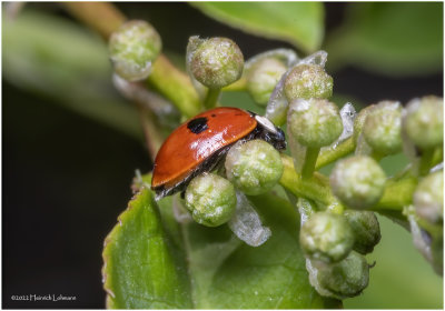 K7002883-Lady Bug.jpg