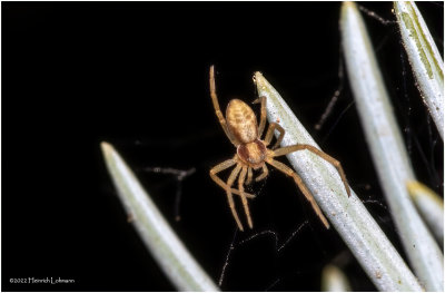 K7002890-Tiny Spider.jpg