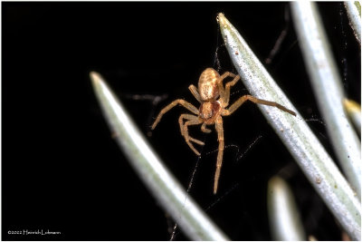 K7002891-Tiny Spider.jpg