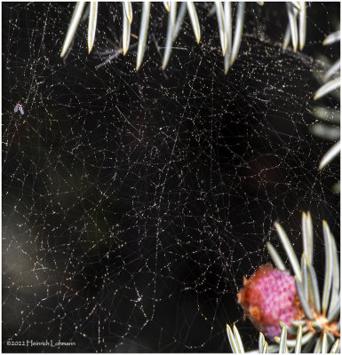 K7002914-Spider Web.jpg
