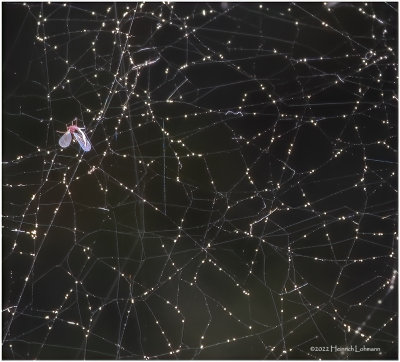 K7002914a-Spider Web.jpg