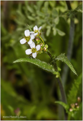 K7002918-Some real tiny wildflowers.jpg
