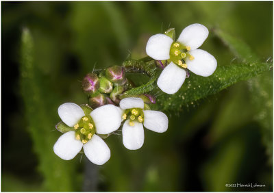 K7002921-Real tiny wild flowers.jpg