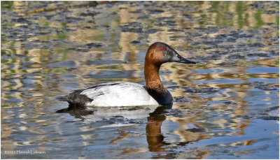 K3313941-Canvasback-male.jpg