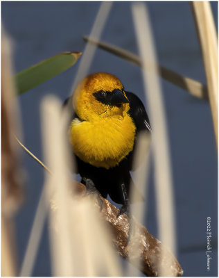 K3313971-Yellow-Headed Blackbird-male.jpg