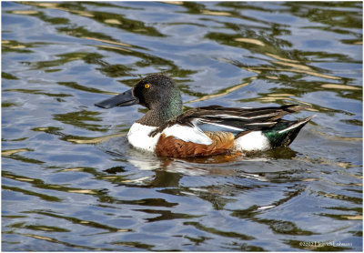 K3314020-Northern Shoveler-male.jpg