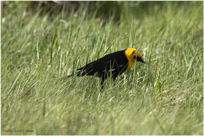 K3314026-Yellow-Headed Blackbird-male.jpg