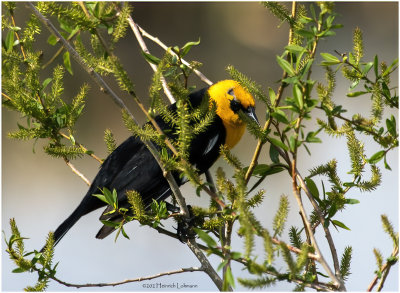 K3314040-Yellow-Headed Blackbird-male.jpg