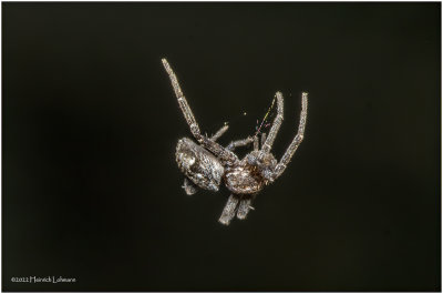 K7002978-Tiny Spider.jpg