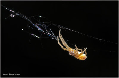 K7003032-Tiny unidentified spider.jpg