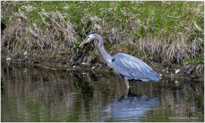 K3314094-Great Blue Heron.jpg