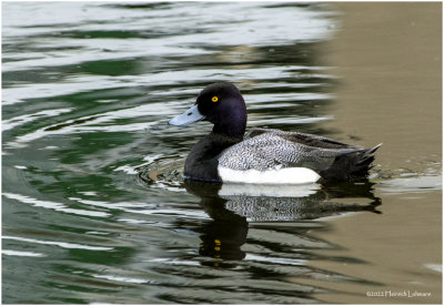 K3314122-Greater Scaup-male.jpg