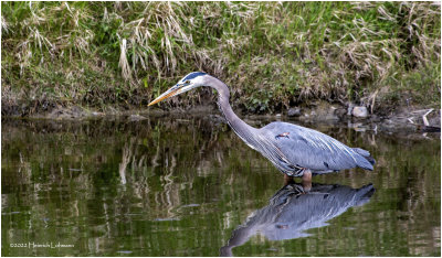 K3314126-Great Blue Heron.jpg