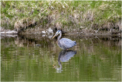 K3314158-Great Blue Heron.jpg